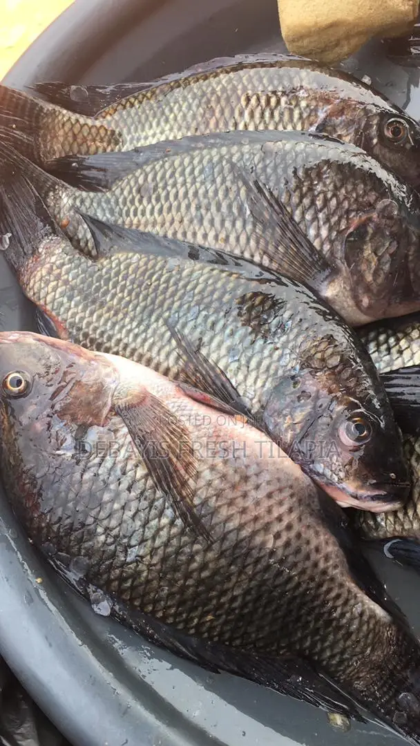 Fresh. Tilapia Available
