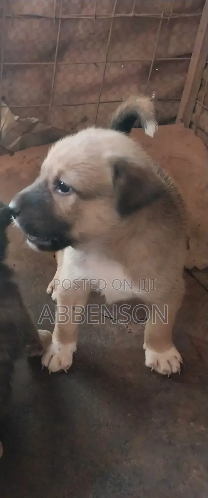 3-6 months Male Mixed Breed German Shepherd