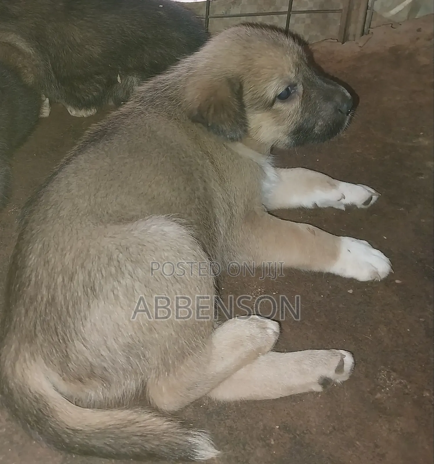 3-6 months Male Mixed Breed German Shepherd