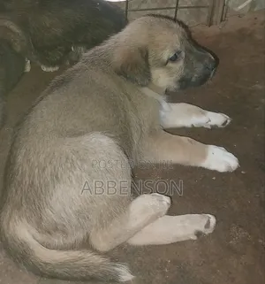3-6 months Male Mixed Breed German Shepherd