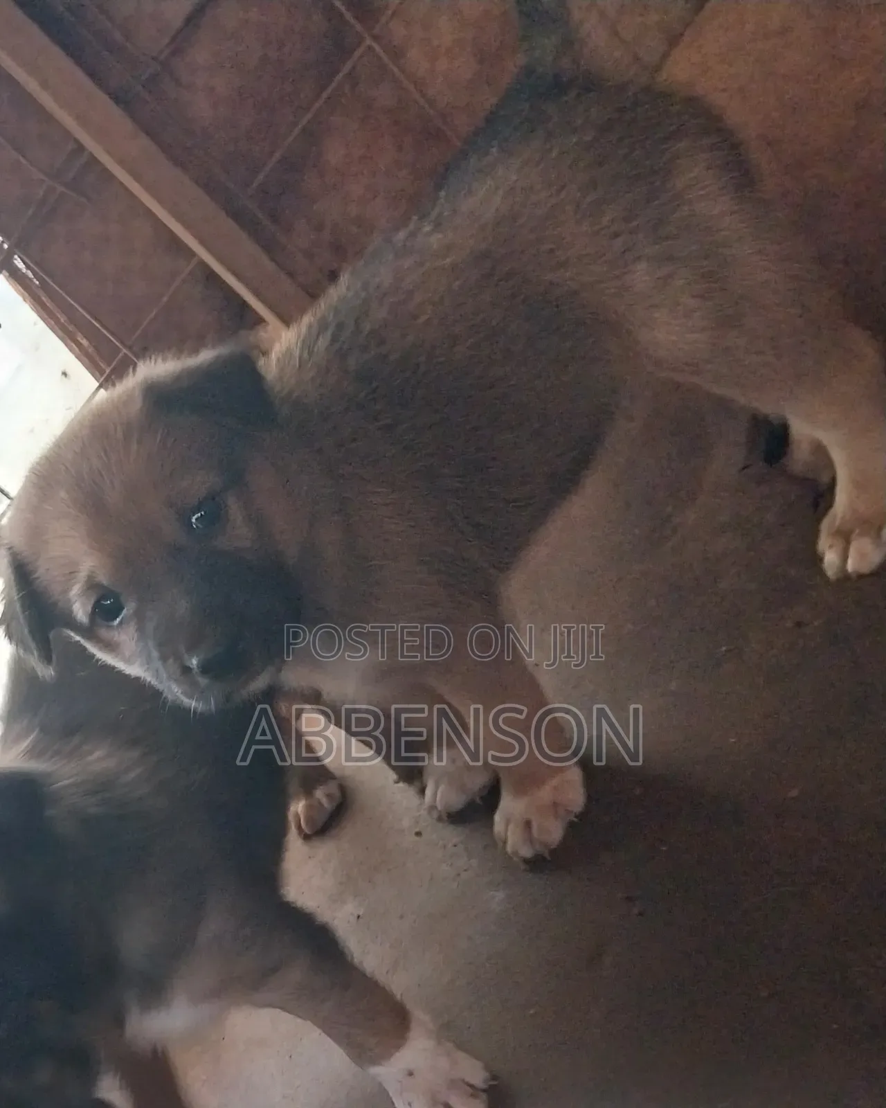 3-6 months Male Mixed Breed German Shepherd