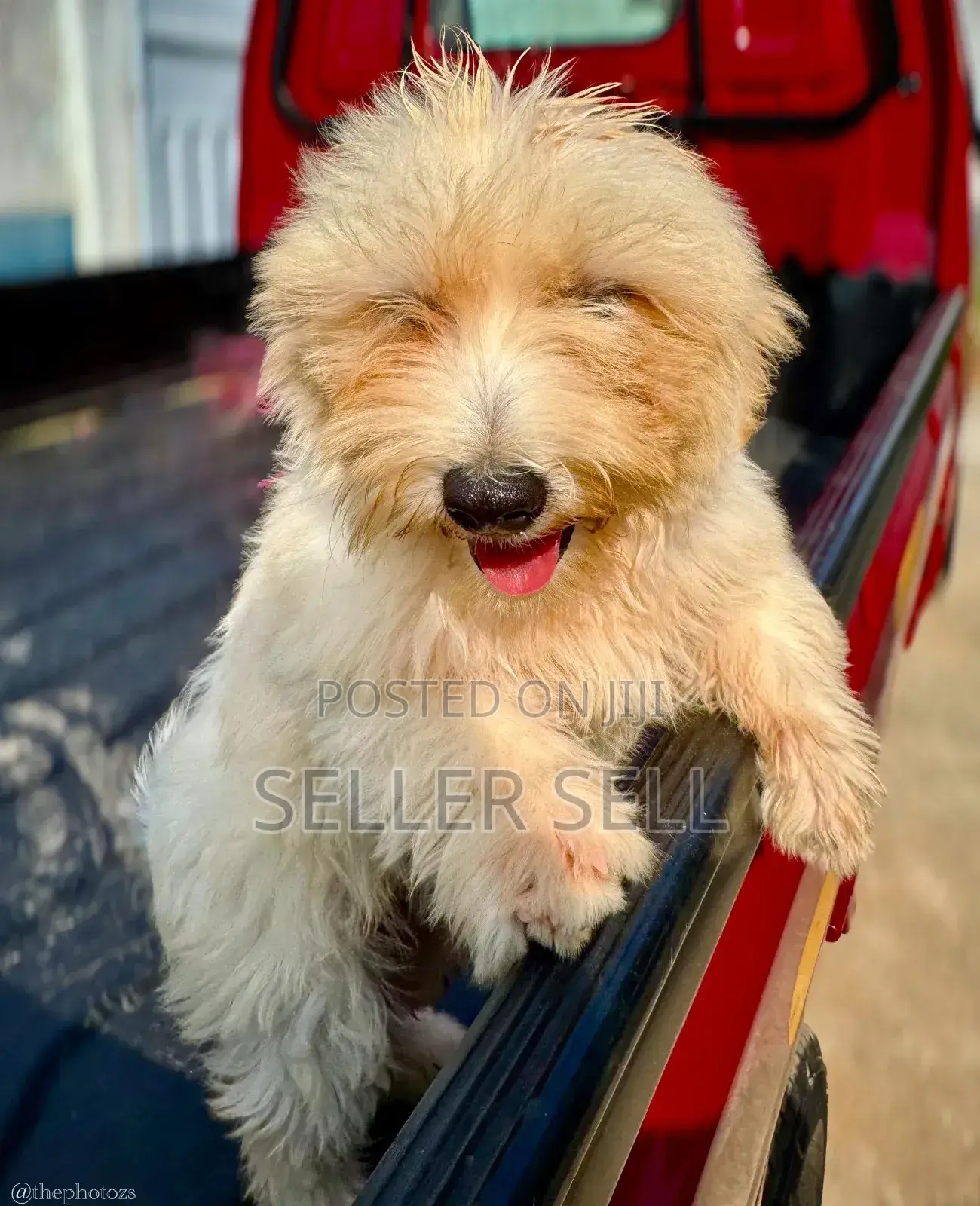 1-3 months Female Purebred Poodle