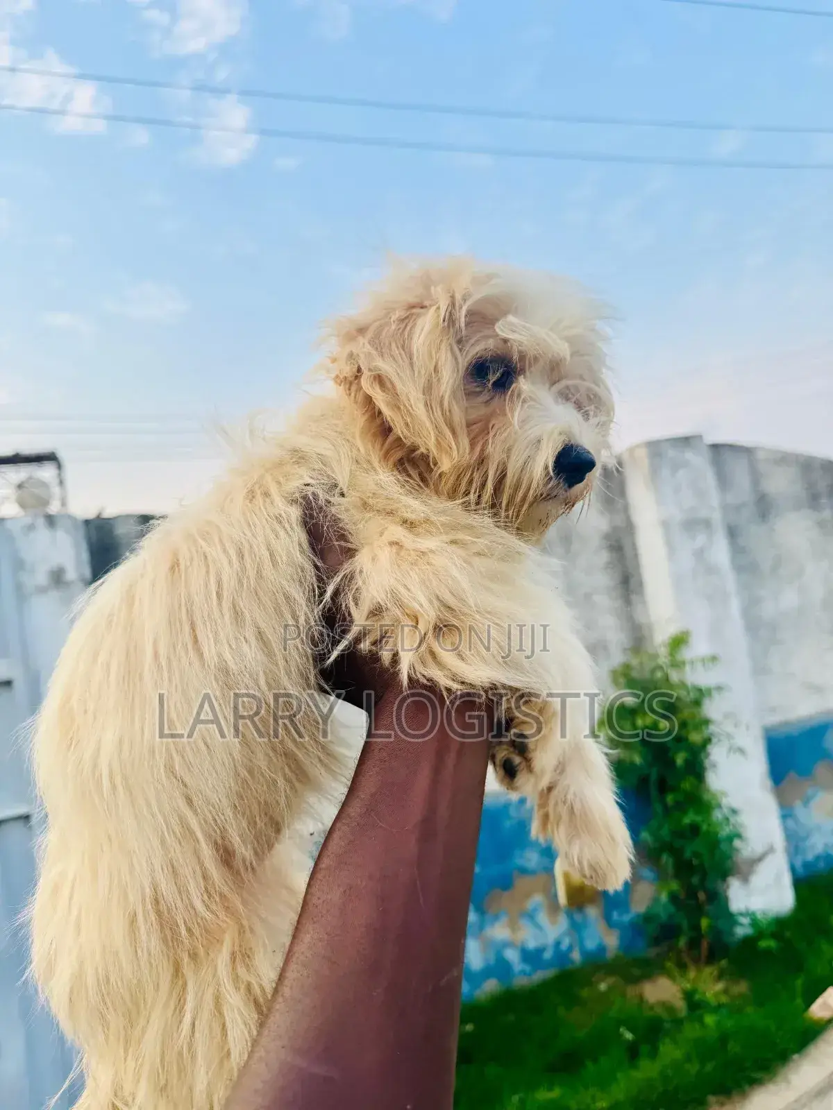 1-3 months Female Purebred Poodle