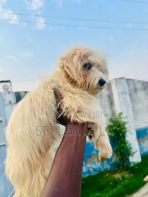 1-3 months Female Purebred Poodle