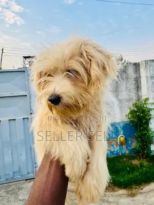 1-3 months Female Purebred Poodle