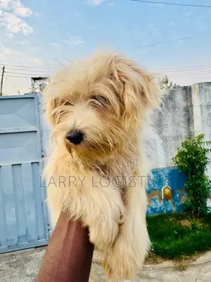 1-3 months Female Purebred Poodle