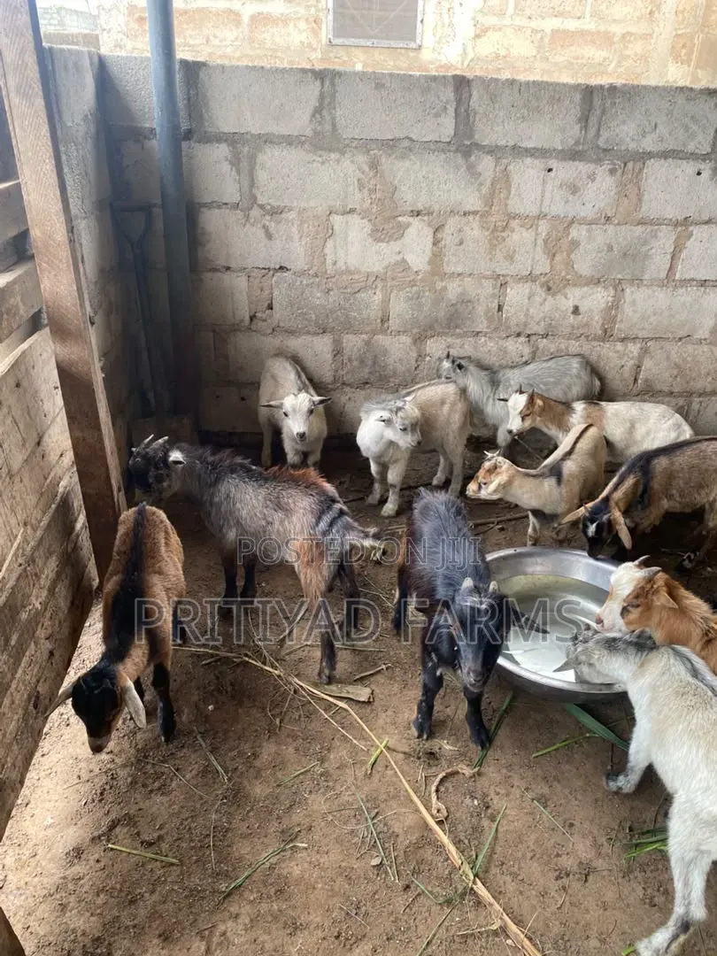 Pritiyad Male Goat