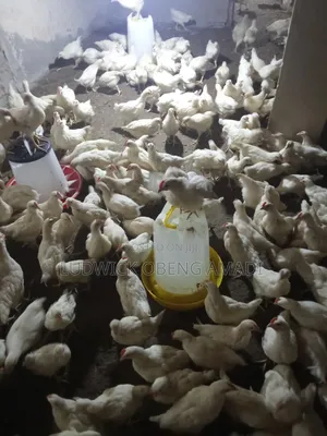 Between 9 and 10 Weeks Old White Cockerels