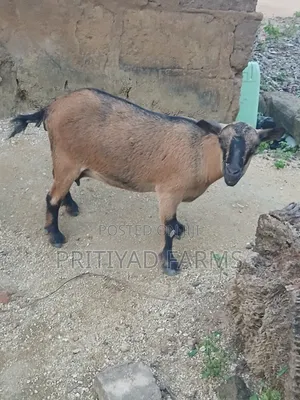 Pritiyad Health Goat