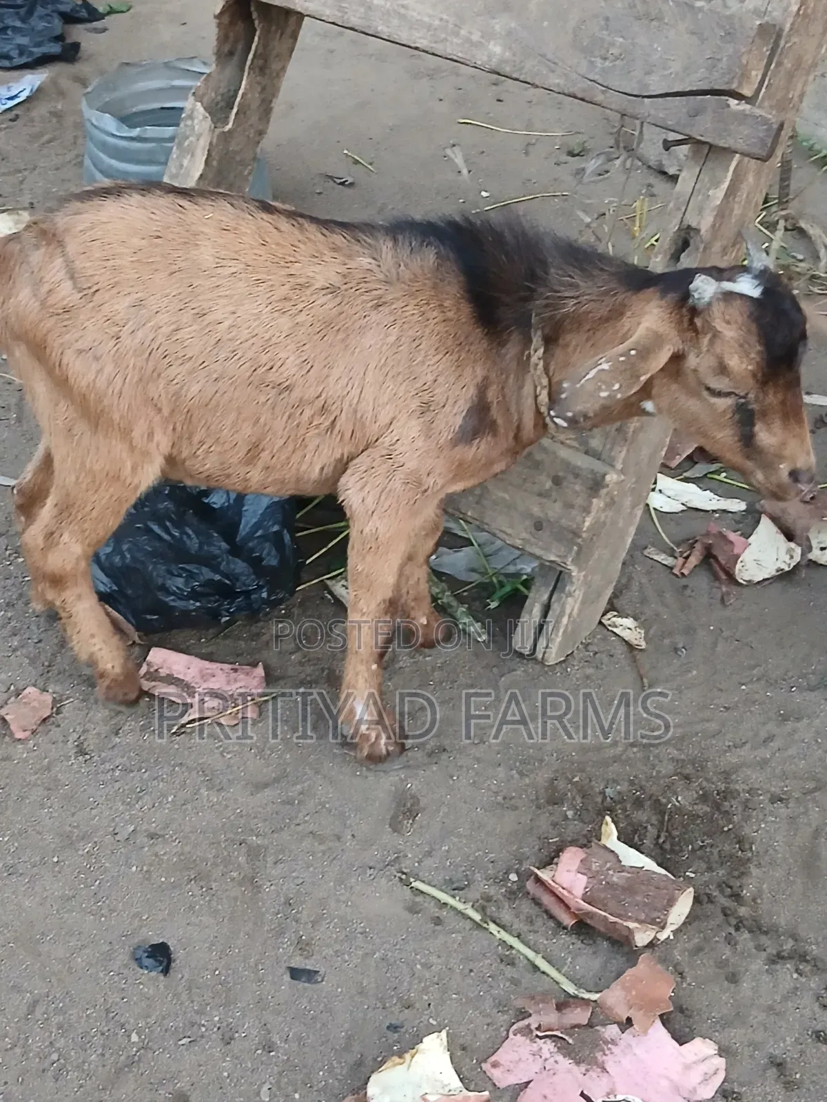 Pritiyad Health Male Goat