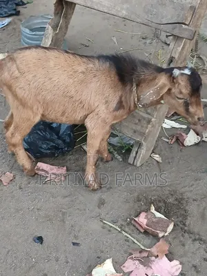 Pritiyad Health Male Goat