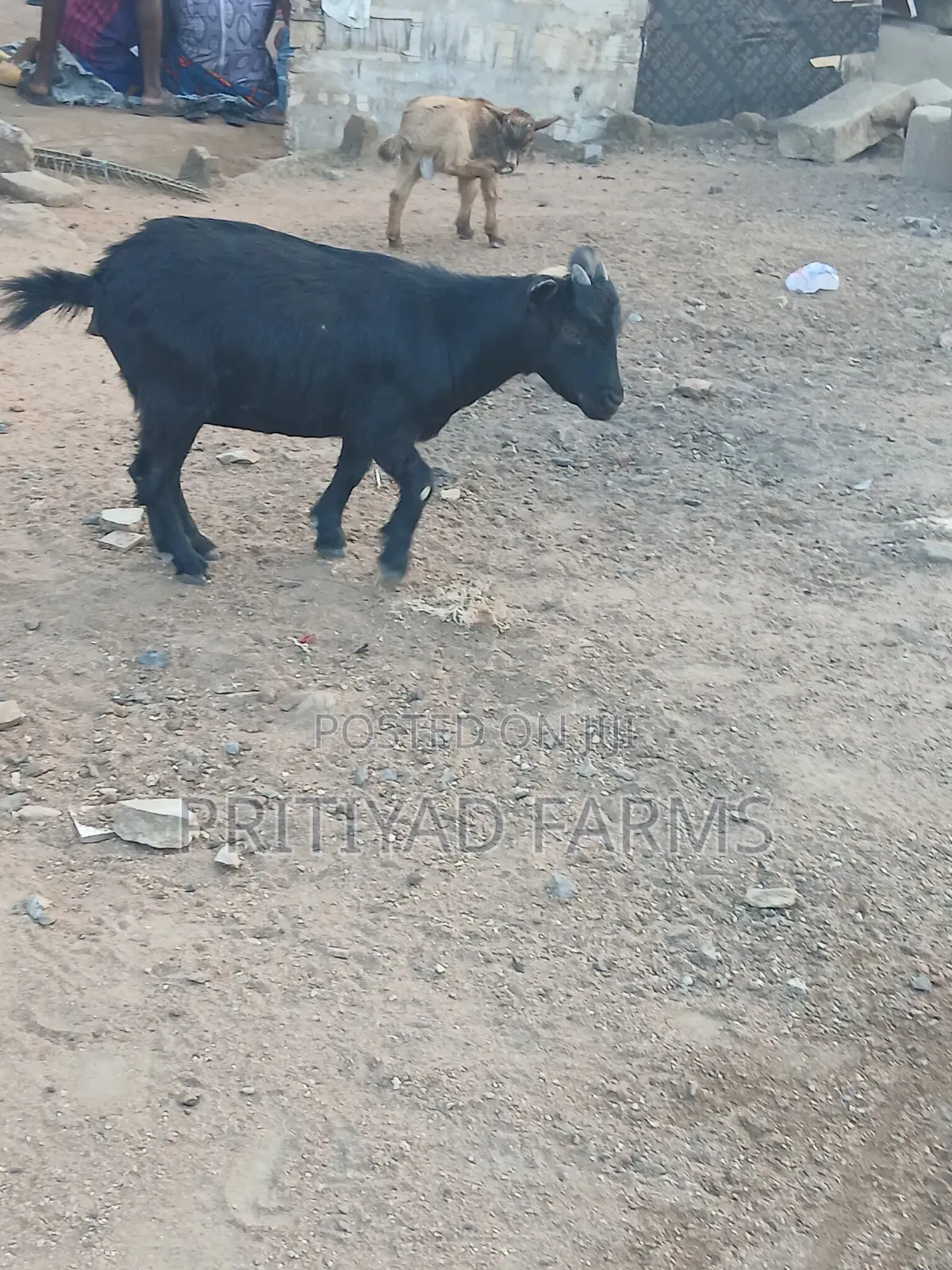 Pritiyad Health Female Goat
