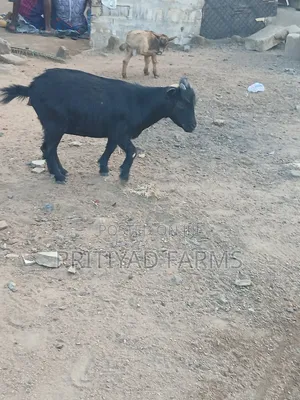 Pritiyad Health Female Goat