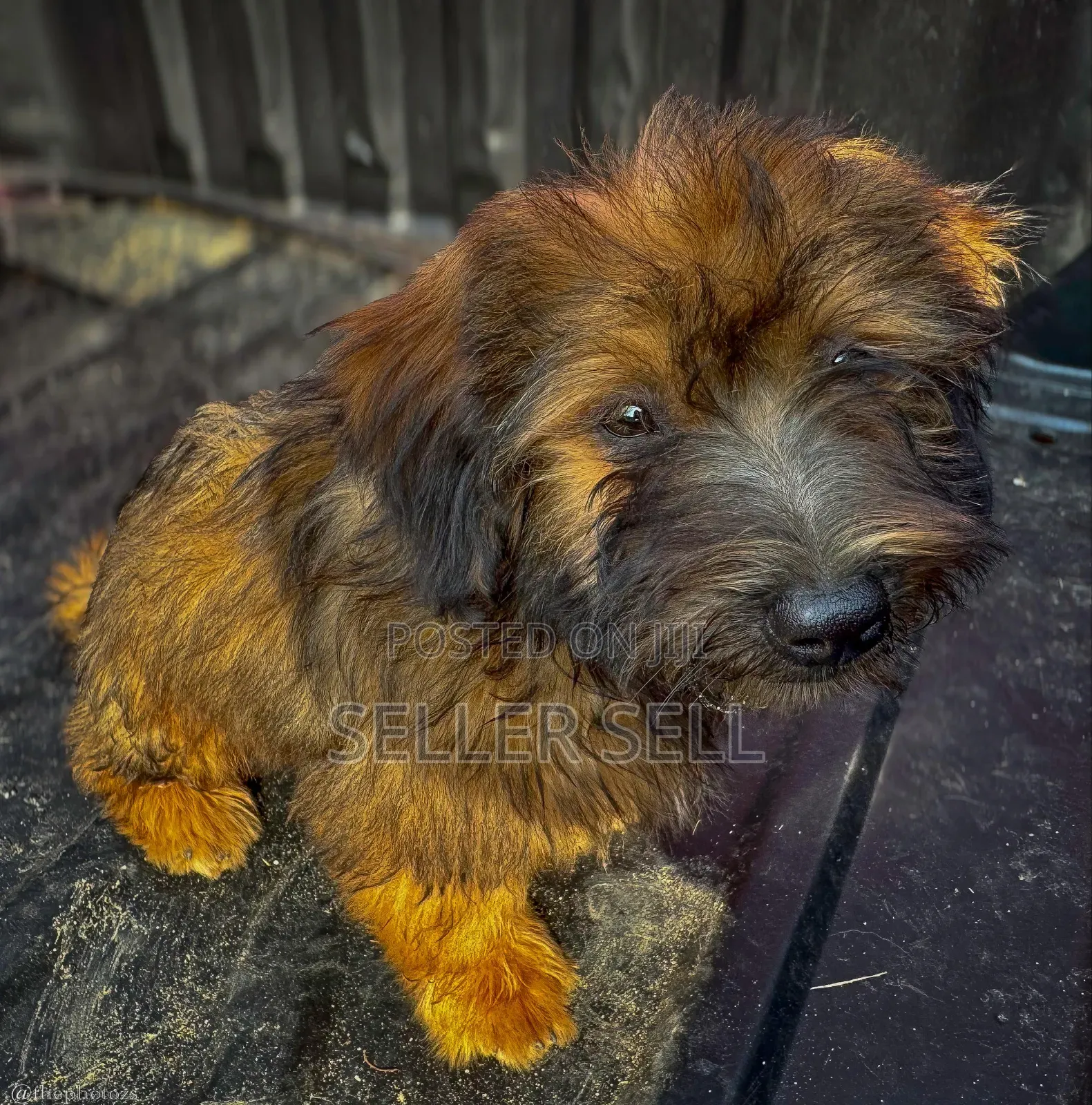 1-3 months Female Purebred Poodle