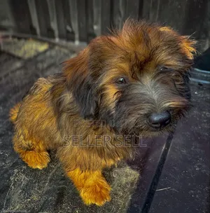 1-3 months Female Purebred Poodle