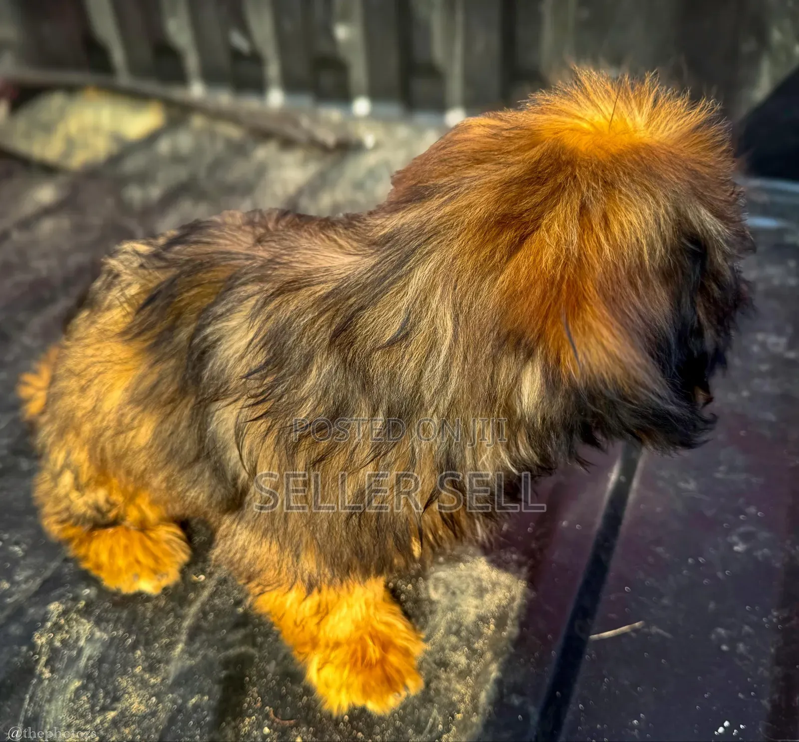 1-3 months Female Purebred Poodle