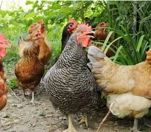 Pritiyad Health Local Chicken