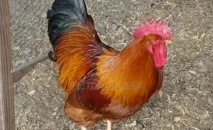 Pritiyad Local Chicken