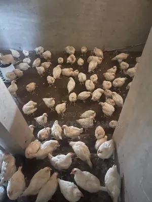 Between 9 and 10 Weeks Old White Cockerels