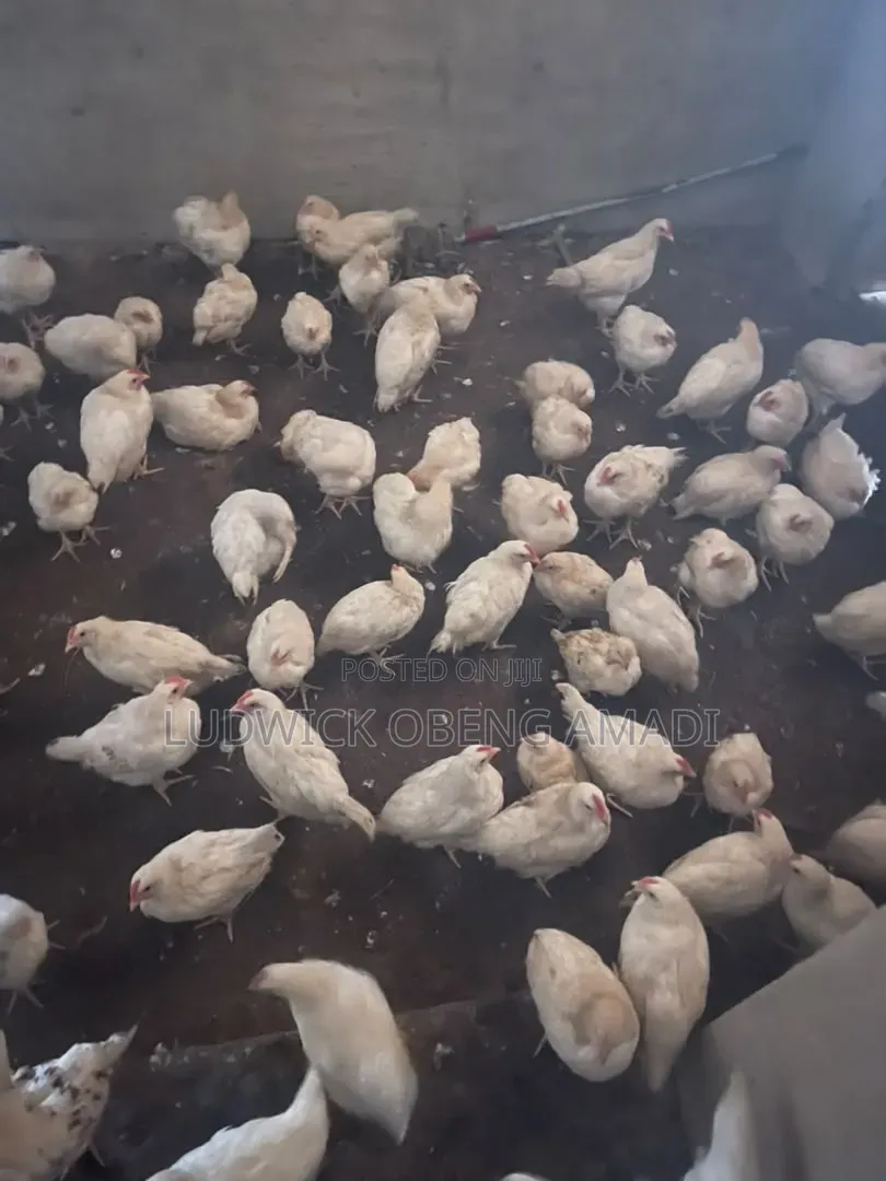 Between 9 and 10 Weeks Old White Cockerels