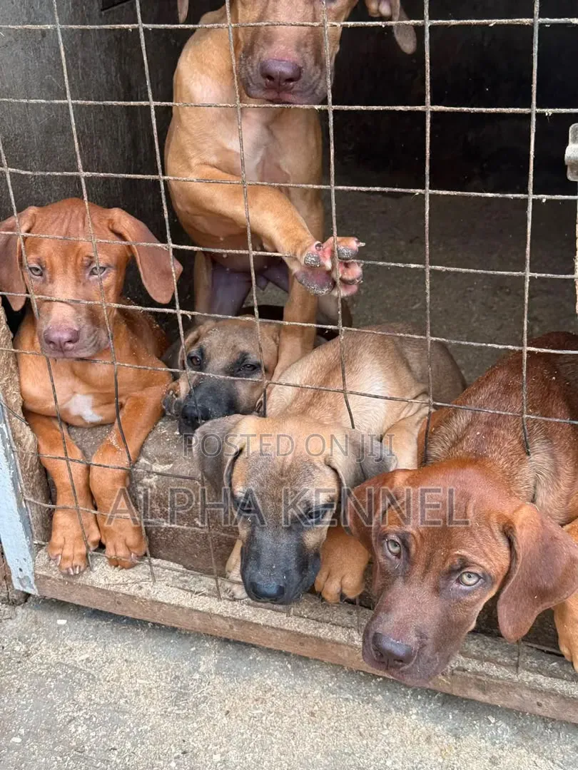 3-6 months Male Purebred Boerboel