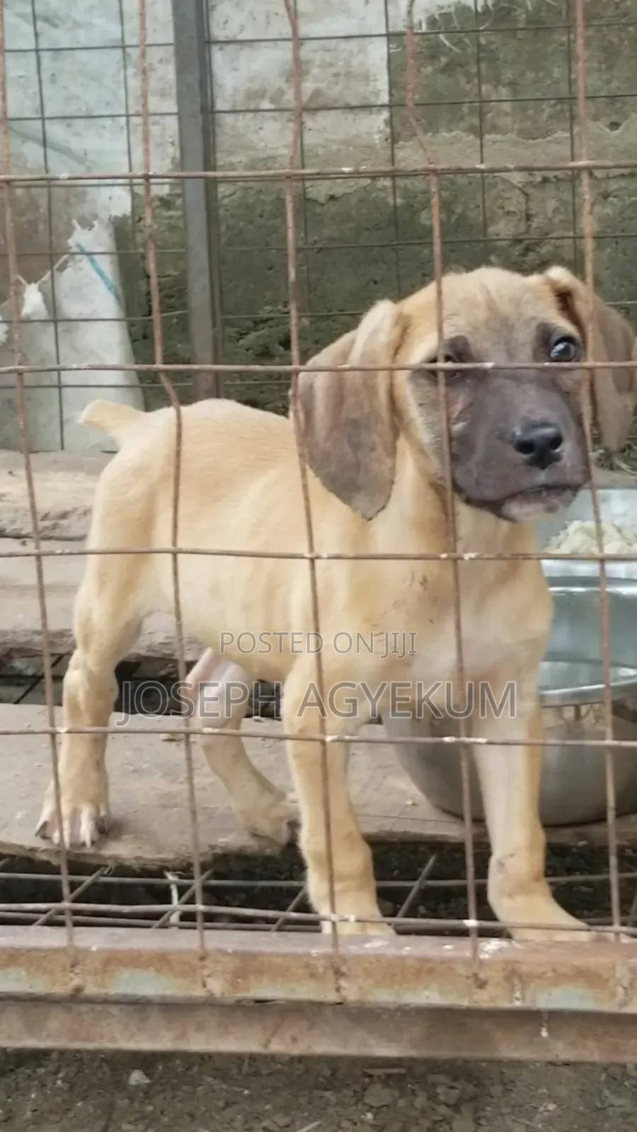 3-6 months Male Purebred Boerboel