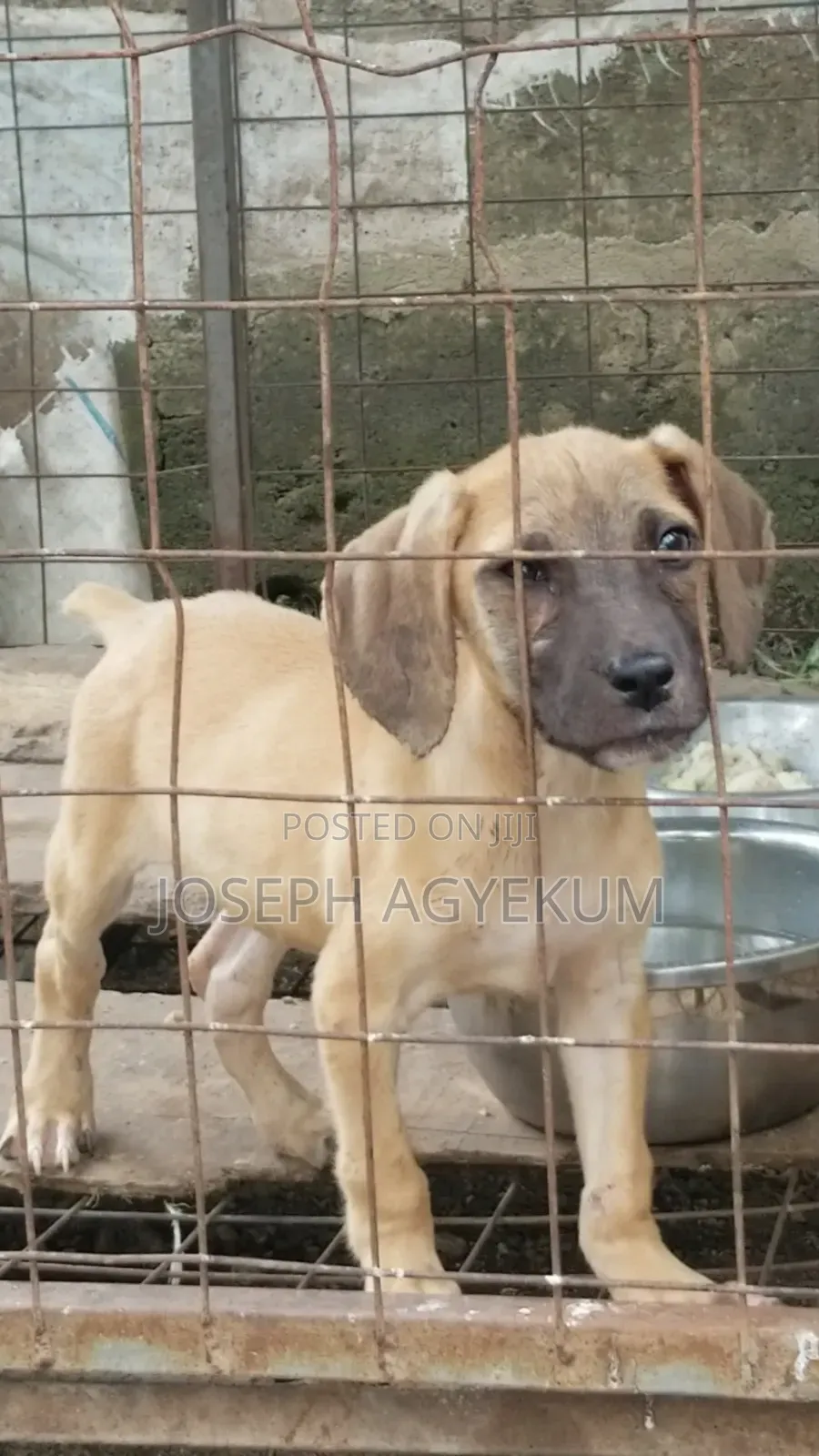 3-6 months Male Purebred Boerboel