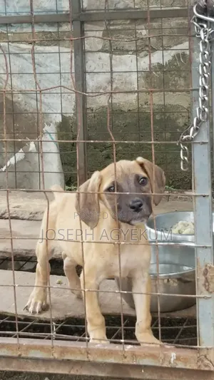 3-6 months Male Purebred Boerboel