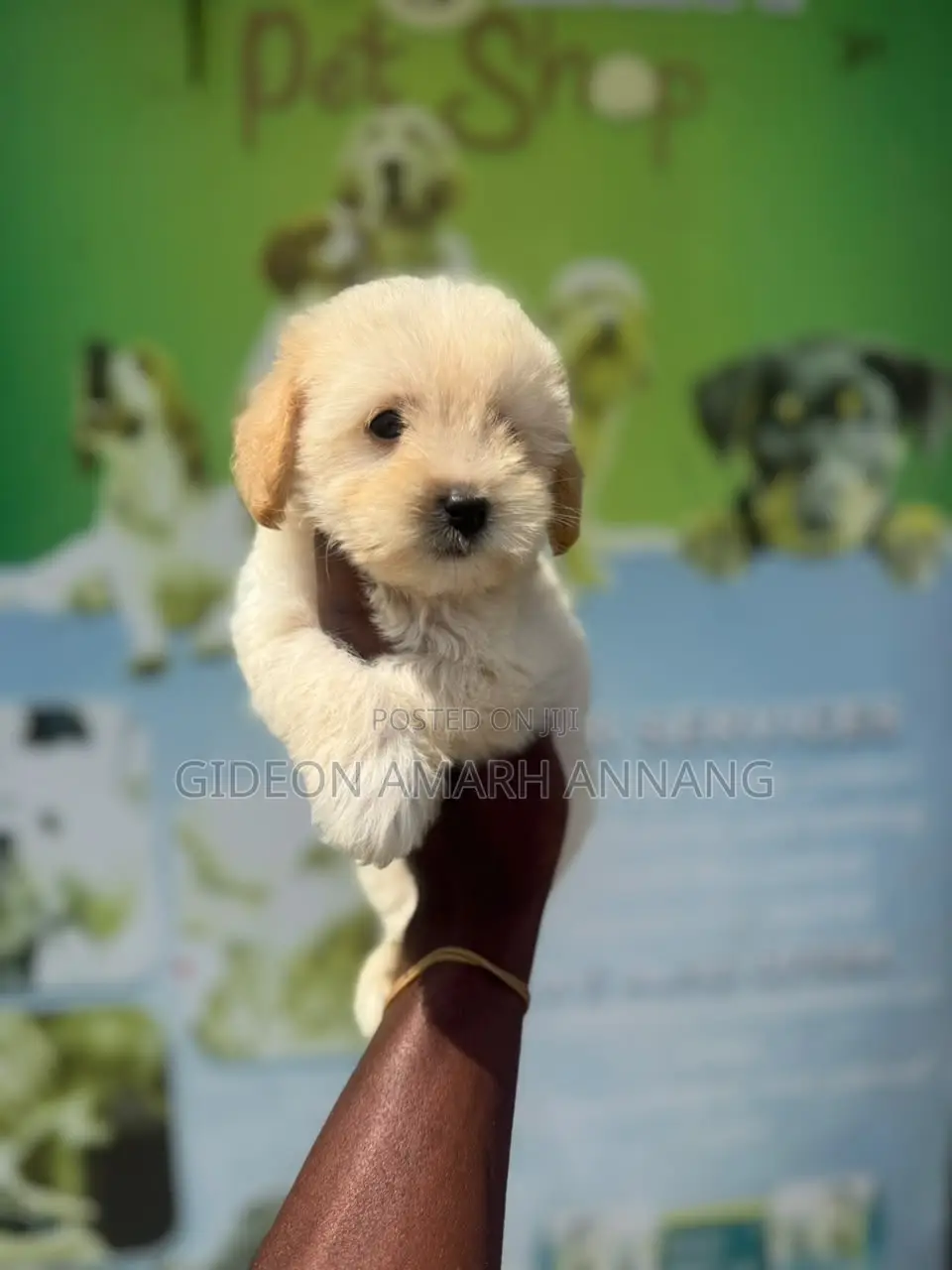 1-3 months Male Purebred Maltipoo