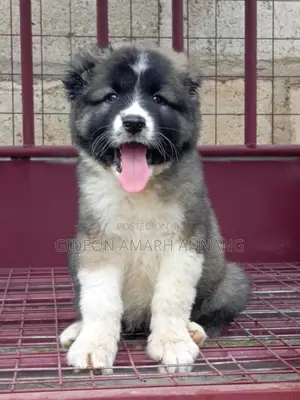 1-3 months Female Purebred Caucasian Shepherd