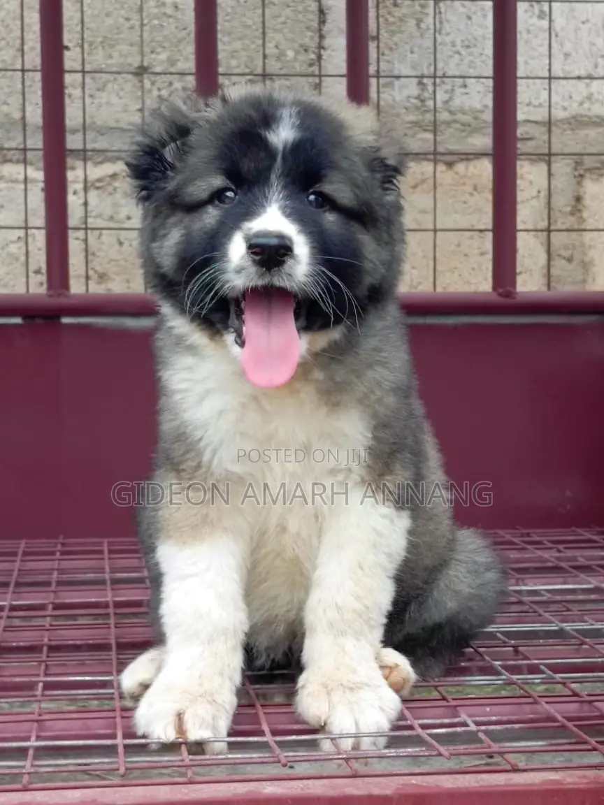 1-3 months Female Purebred Caucasian Shepherd