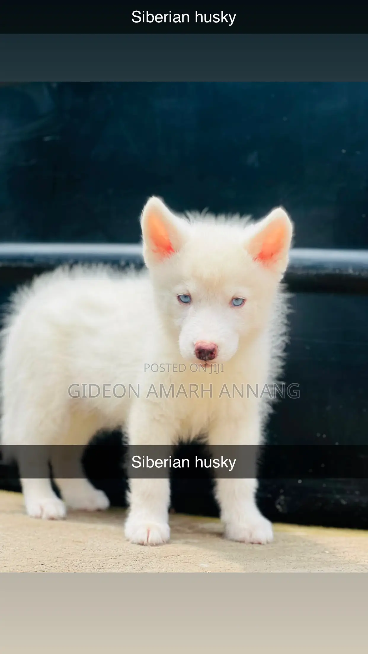 3-6 months Male Purebred Siberian Husky