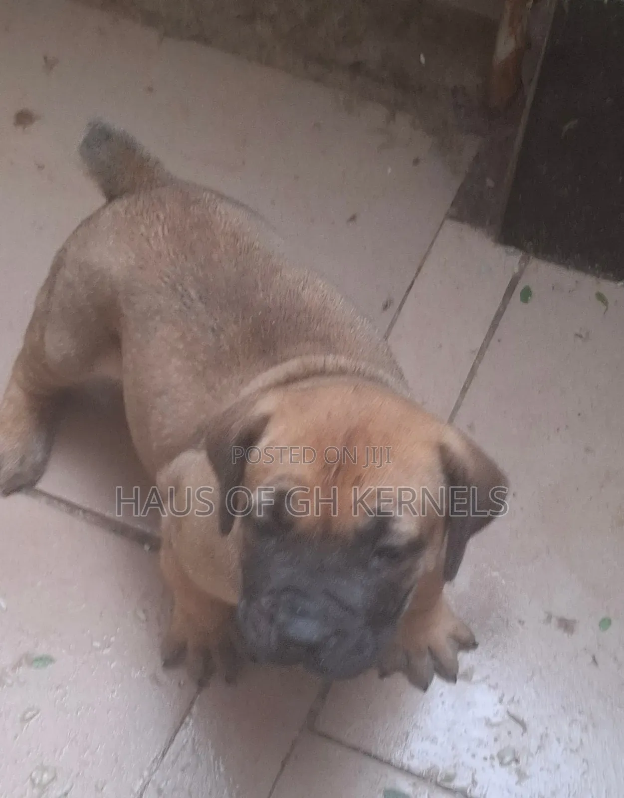1-3 months Female Purebred Boerboel