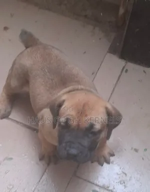1-3 months Female Purebred Boerboel