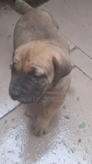 1-3 months Female Purebred Boerboel