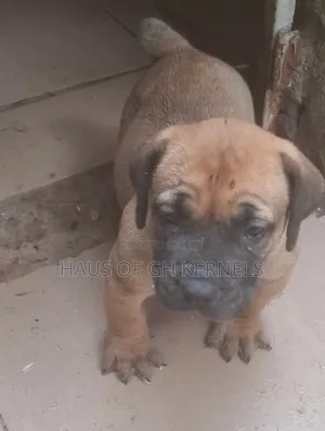 1-3 months Female Purebred Boerboel