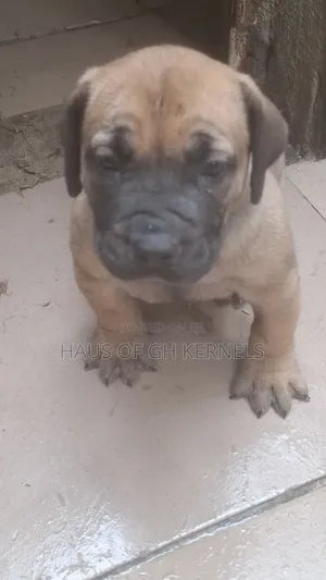 1-3 months Female Purebred Boerboel