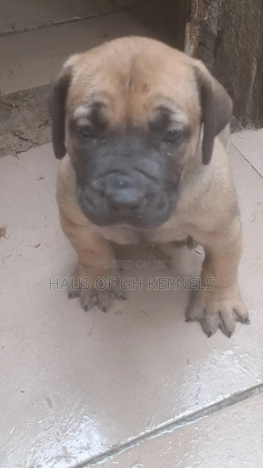 1-3 months Female Purebred Boerboel