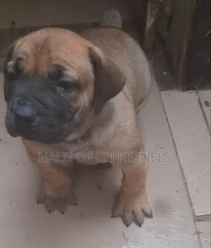 1-3 months Female Purebred Boerboel