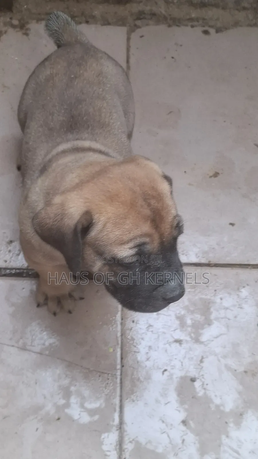 1-3 months Female Purebred Boerboel