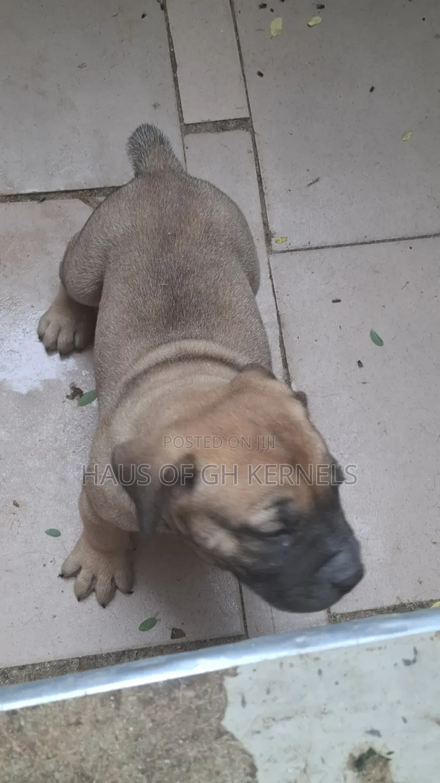 1-3 months Female Purebred Boerboel