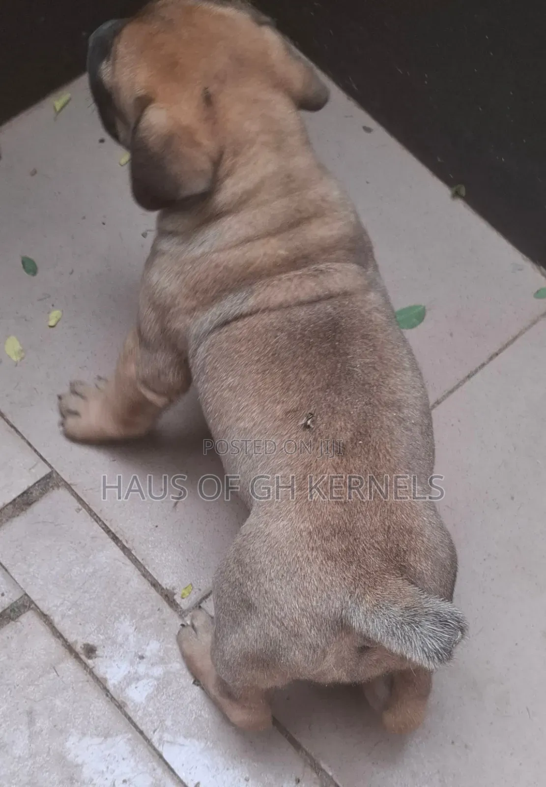 1-3 months Female Purebred Boerboel
