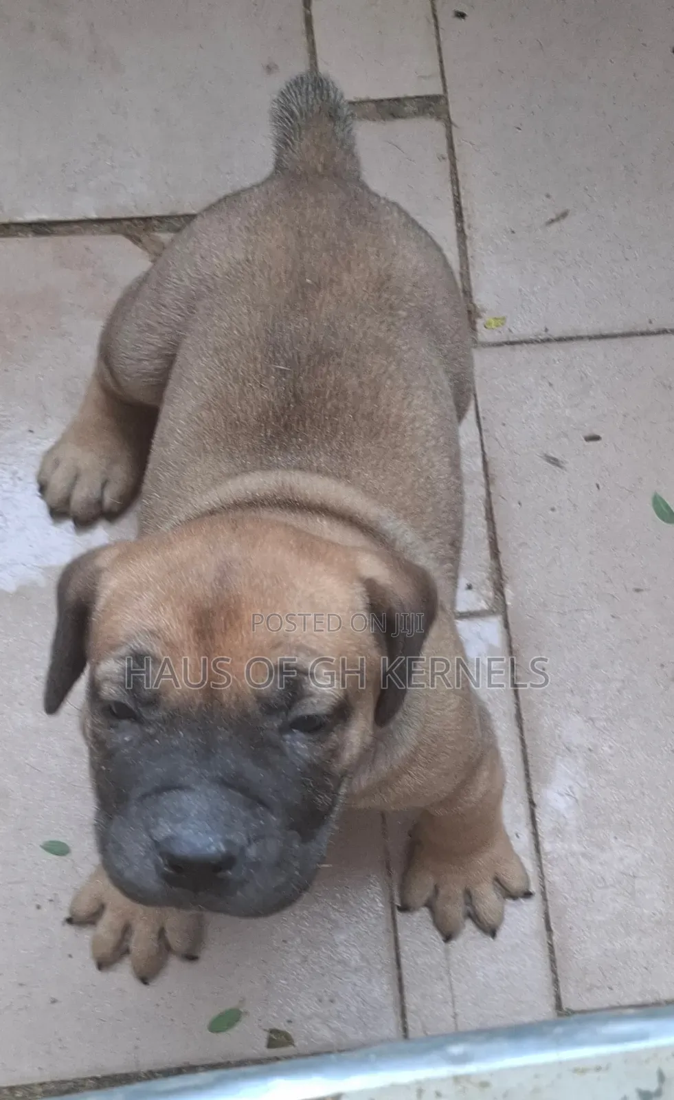 1-3 months Female Purebred Boerboel