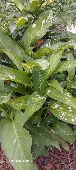 Damp Cane /Leopard Lily "Poted No Poted"