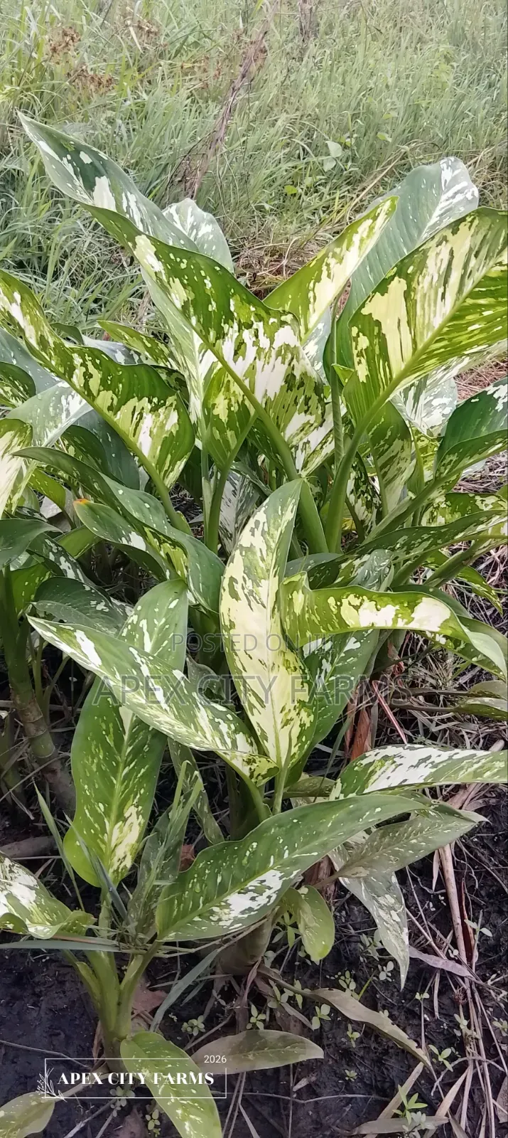 Damp Cane /Leopard Lily "Poted No Poted"