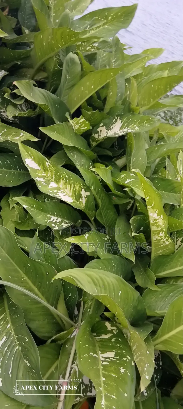 Damp Cane /Leopard Lily "Poted No Poted"