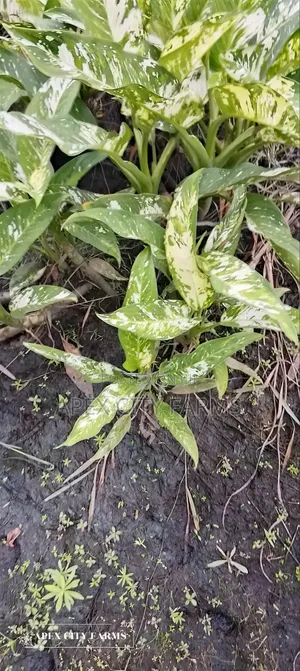 Damp Cane /Leopard Lily "Poted No Poted"