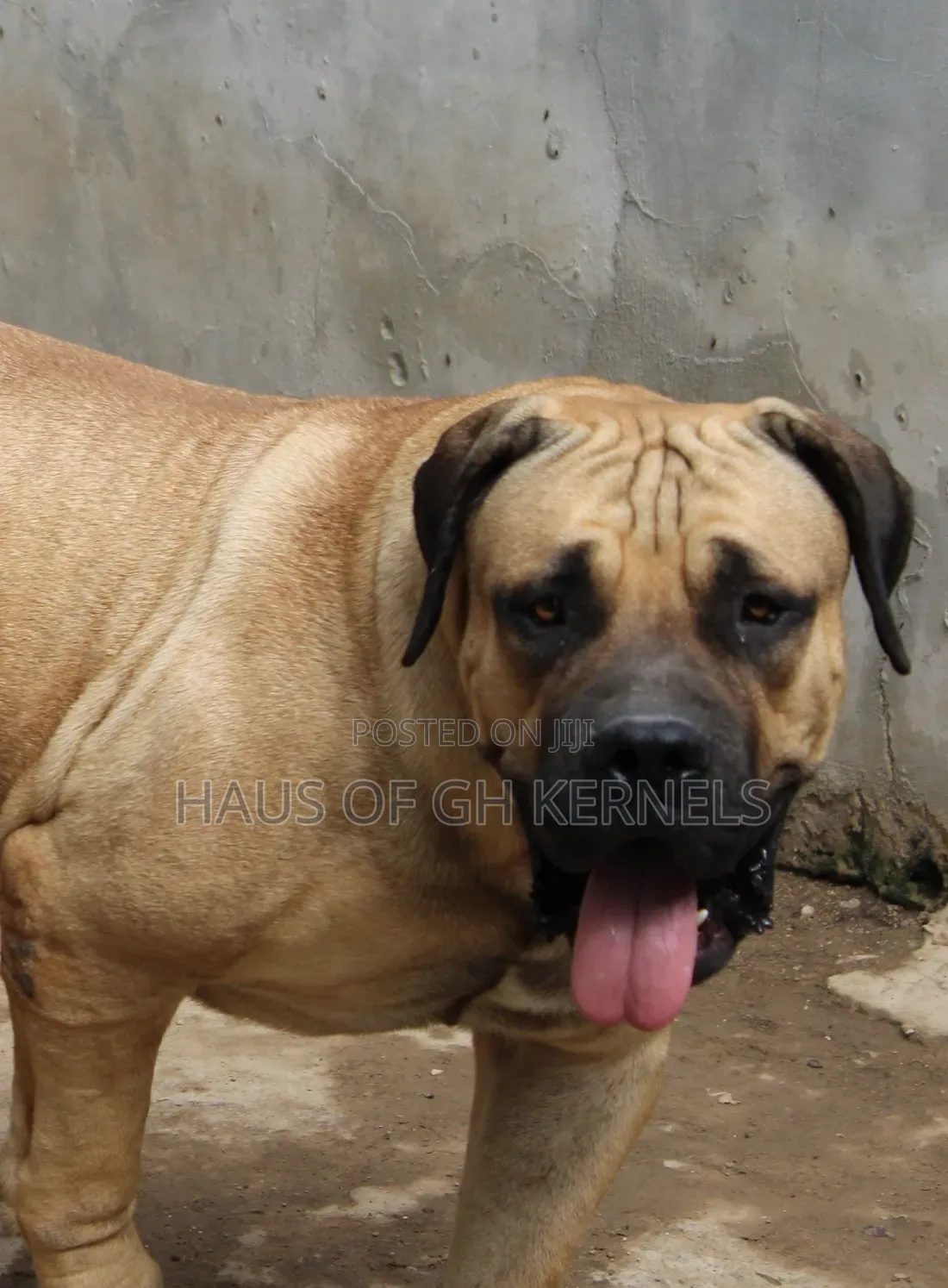 1-3 months Female Purebred Boerboel