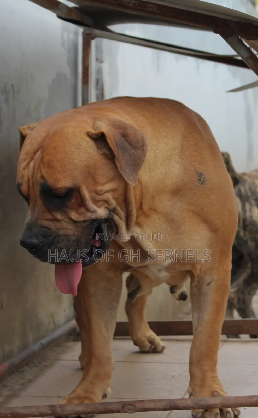 1-3 months Female Purebred Boerboel