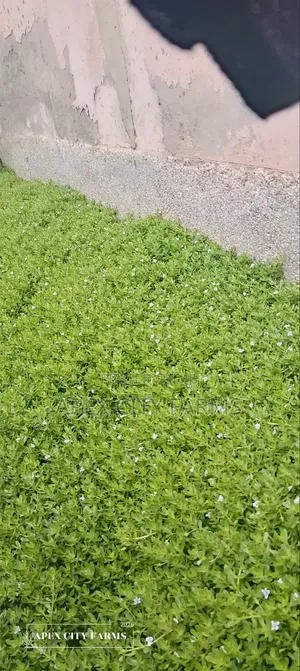 Brahmi / Water Hyssop or Bacopa Monnieri